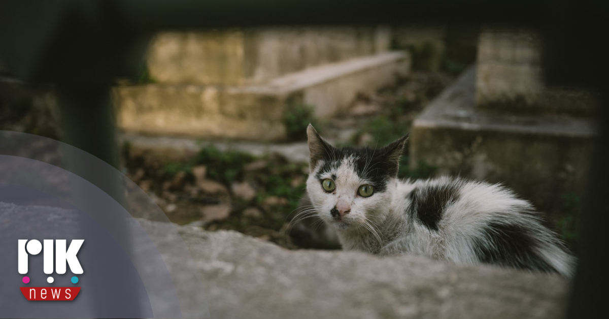 Πάνω από ένα εκατομμύριο τα αδέσποτα γατιά στην Κύπρο