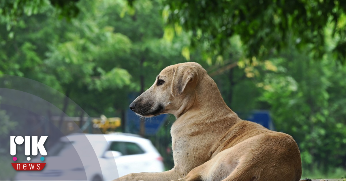 Έρευνα Κυπρίων επιστημόνων για μη επεμβατική θεραπεία καρκίνου σε κατοικίδια
