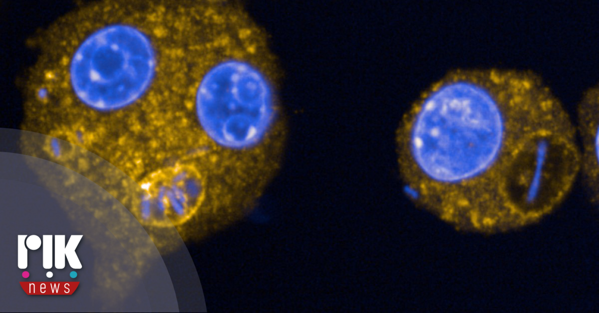 Αύξηση ανθεκτικών βακτηριακών λοιμώξεων αίματος στην Ευρώπη από γήρανση πληθυσμού