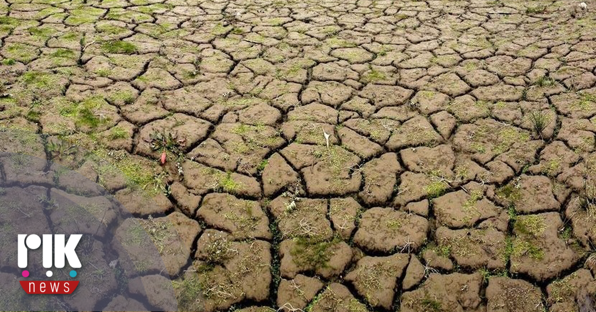 Υποφέρει η Κύπρος από την παρατεταμένη ξηρασία – 30% – 40% των αιωνόβιων κέδρων δεν υπάρχει πια