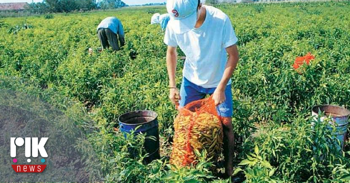 Ξεκίνησε η πληρωμή των εκταρικών επιδοτήσεων για τους αγρότες
