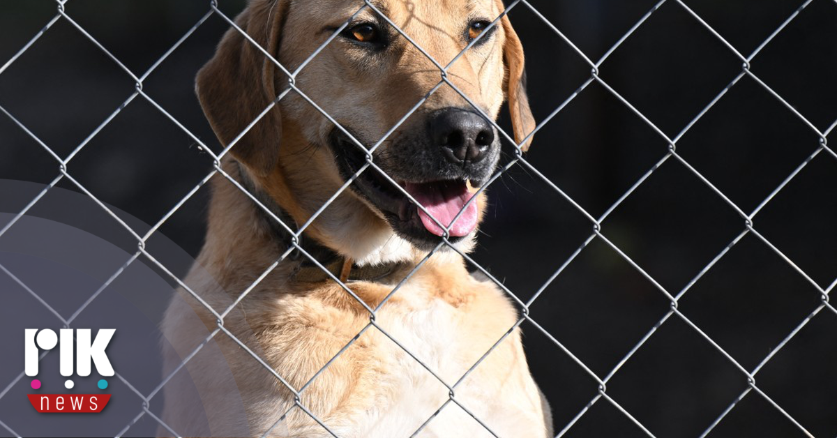Ζάκυνθος: Θάνατος 2χρονου παιδιού από δάγκωμα σκύλου