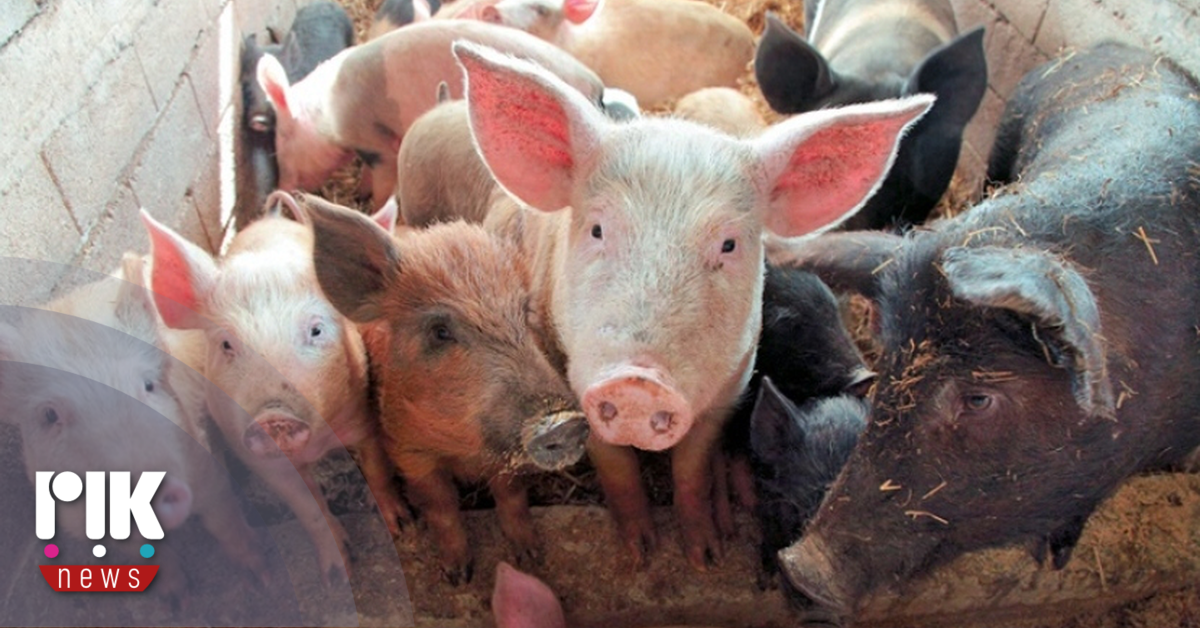 Ισπανία: 'Έρευνες σε εργαστήρια μετά την επιδημία αφρικανικής πανώλης χοίρων