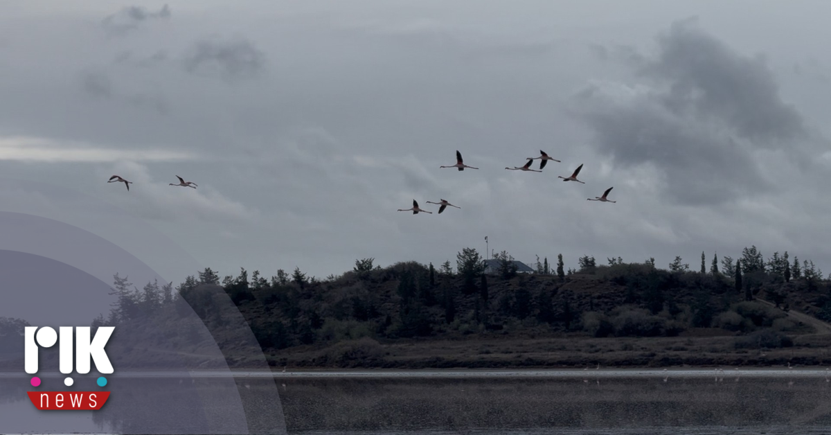 Έφτασαν τα πρώτα Φλαμίνγκο στην αλυκή Λάρνακας