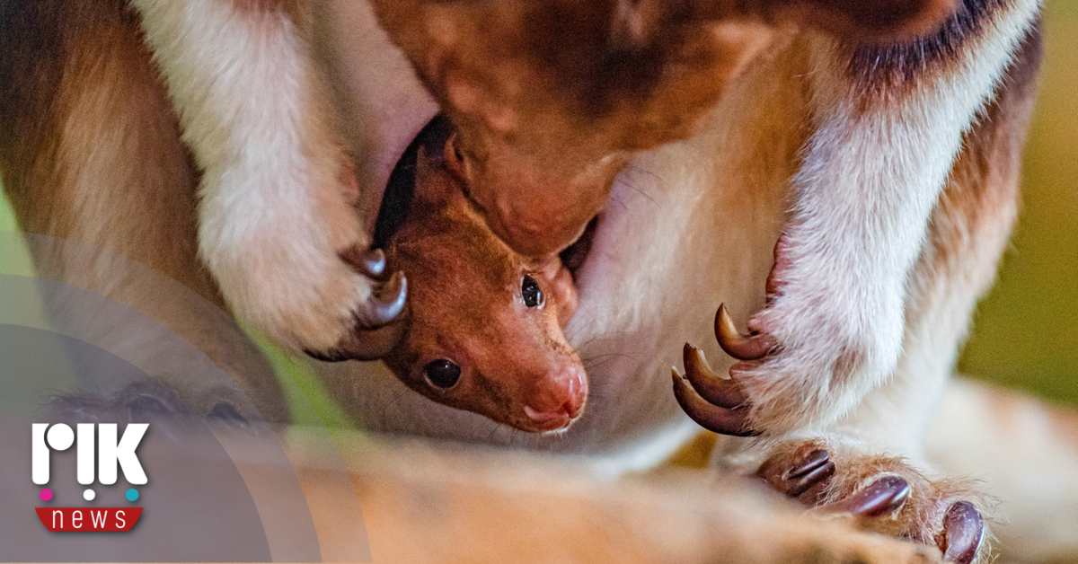 Φυλάκιση 14 μηνών στον 37χρονο για τεμαχισμό του καγκουρό