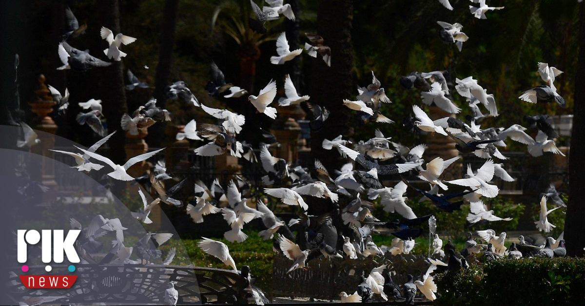 Ισπανία: 400 πελαργοί νεκροί στη Μαδρίτη από γρίπη των πτηνών