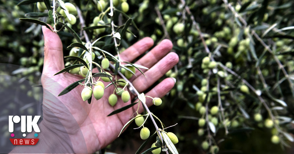 Παπαπέτρου: Σημαντική η ενίσχυση στήριξης των επαγγελματιών γεωργών από την Κυβέρνηση