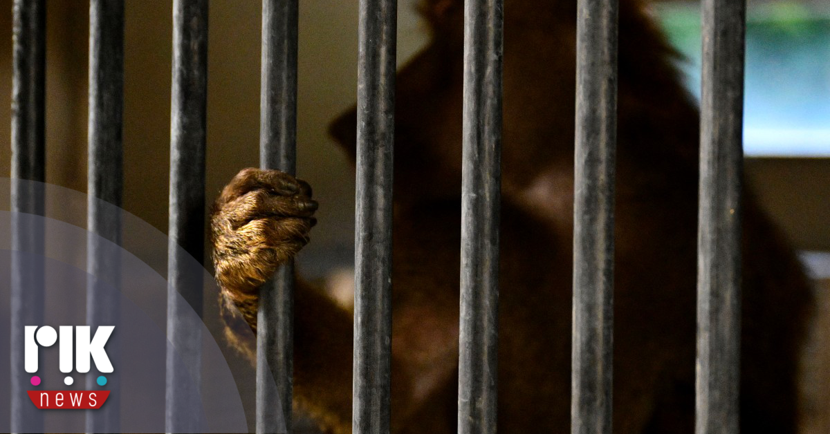 Λαθρεμπόριο ζώων: Σε επίπεδα ρεκόρ σύμφωνα με την Ιντερπόλ