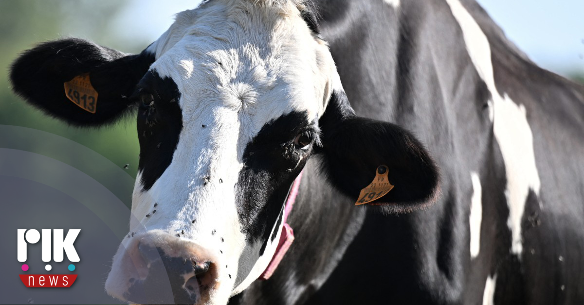 Επιβεβαιώθηκαν κρούσματα αφθώδους πυρετού σε κτηνοτροφική μονάδα στην κατεχόμενη Λάπαθο