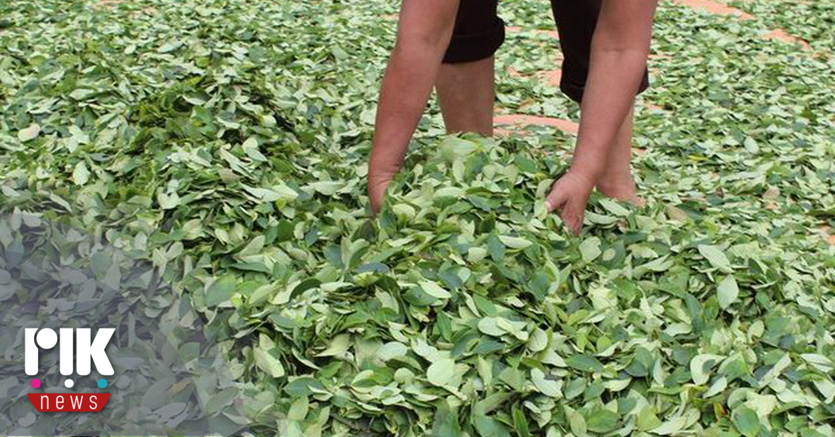 Βολιβία: Μεγενθύνθηκε κατά 10% η επιφάνεια στην οποία εκτείνονται οι καλλιέργειες κόκας