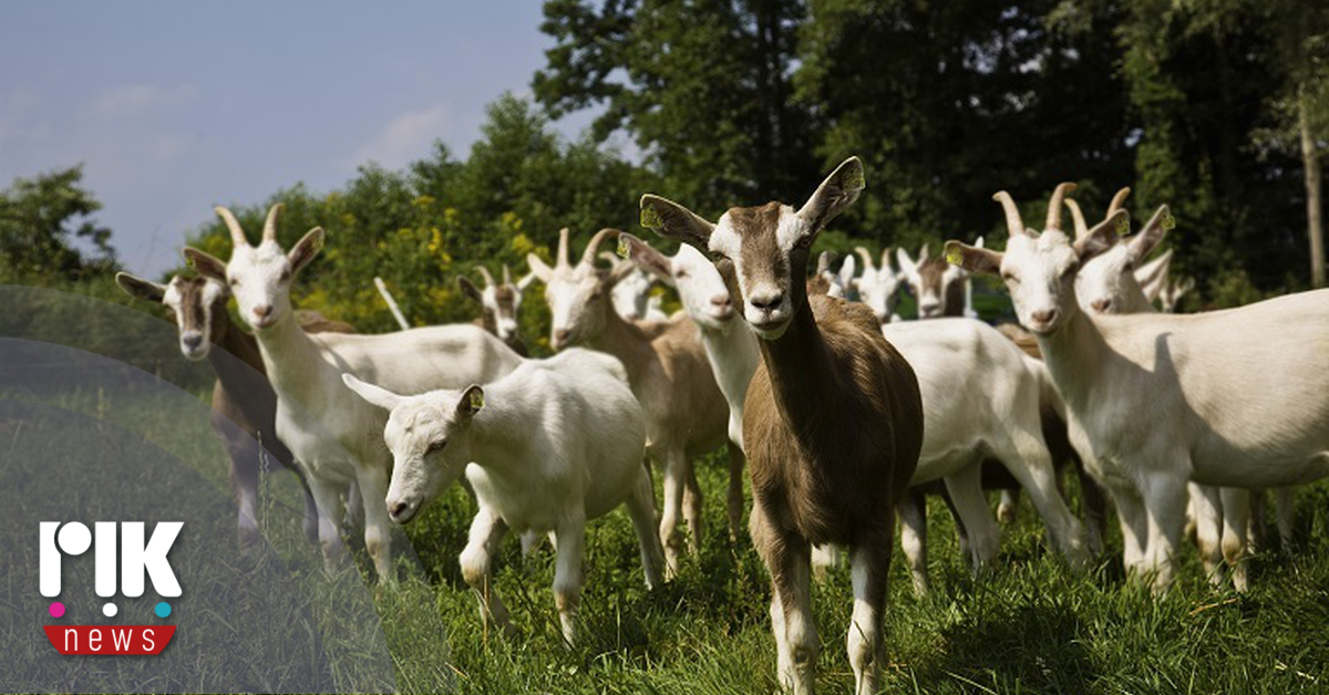 Καθησυχαστικές οι Κτηνιατρικές Υπηρεσίες για αφθώδη πυρετό