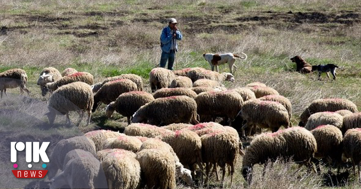 Οκτώ νέα κρούσματα αφθώδους πυρετού στη Λέσβο