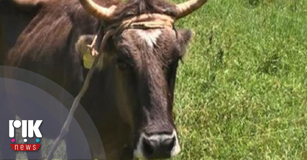 Αφθώδης: Τον κώδωνα του κινδύνου κρούουν οι Κτηνιατρικές Υπηρεσίες