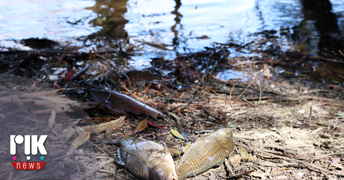 Δεκάδες νεκρά ψάρια εντοπίστηκαν χθες στη Λίμνη Αθαλάσσας