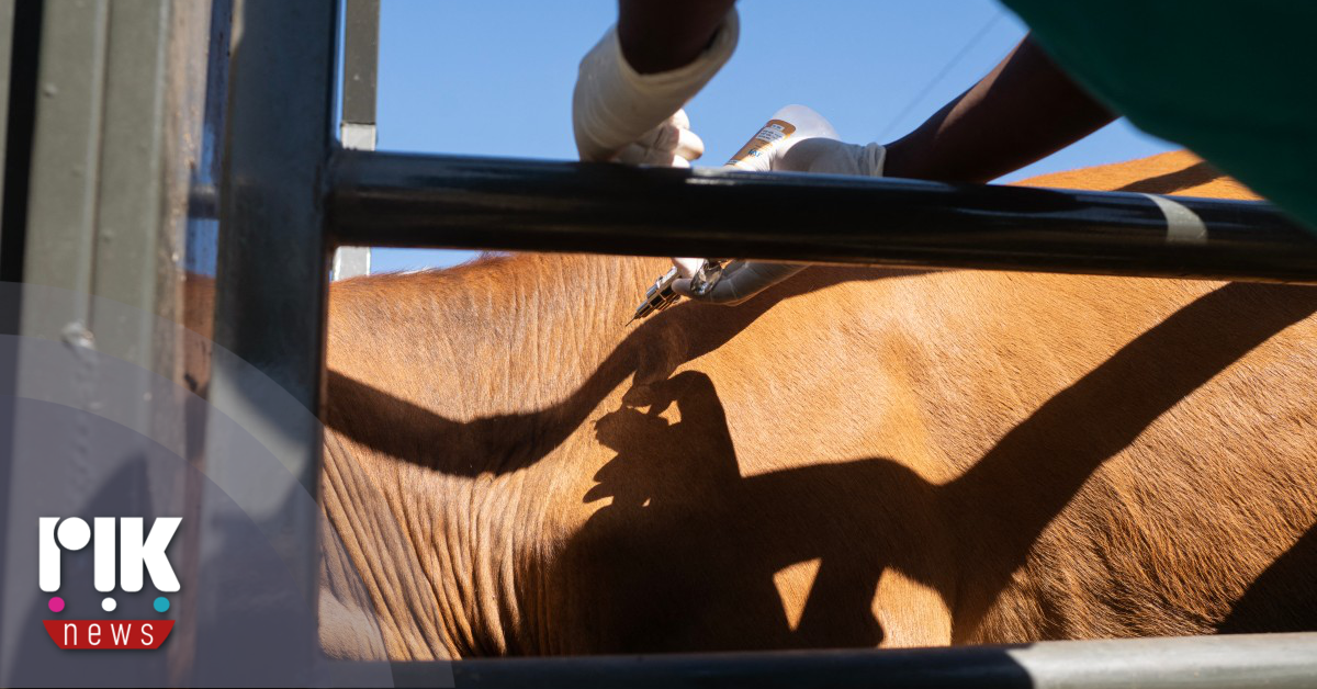 Συνεχίζονται  οι εμβολιασμοί στο πλαίσιο αντιμετώπισης της νόσου του αφθώδους  πυρετού