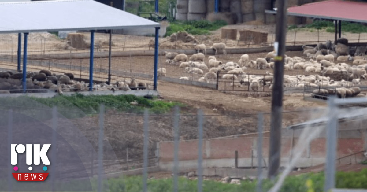 Ακόμη 7 θετικές μονάδες αφθώδους πυρετού στις μολυσμένες περιοχές