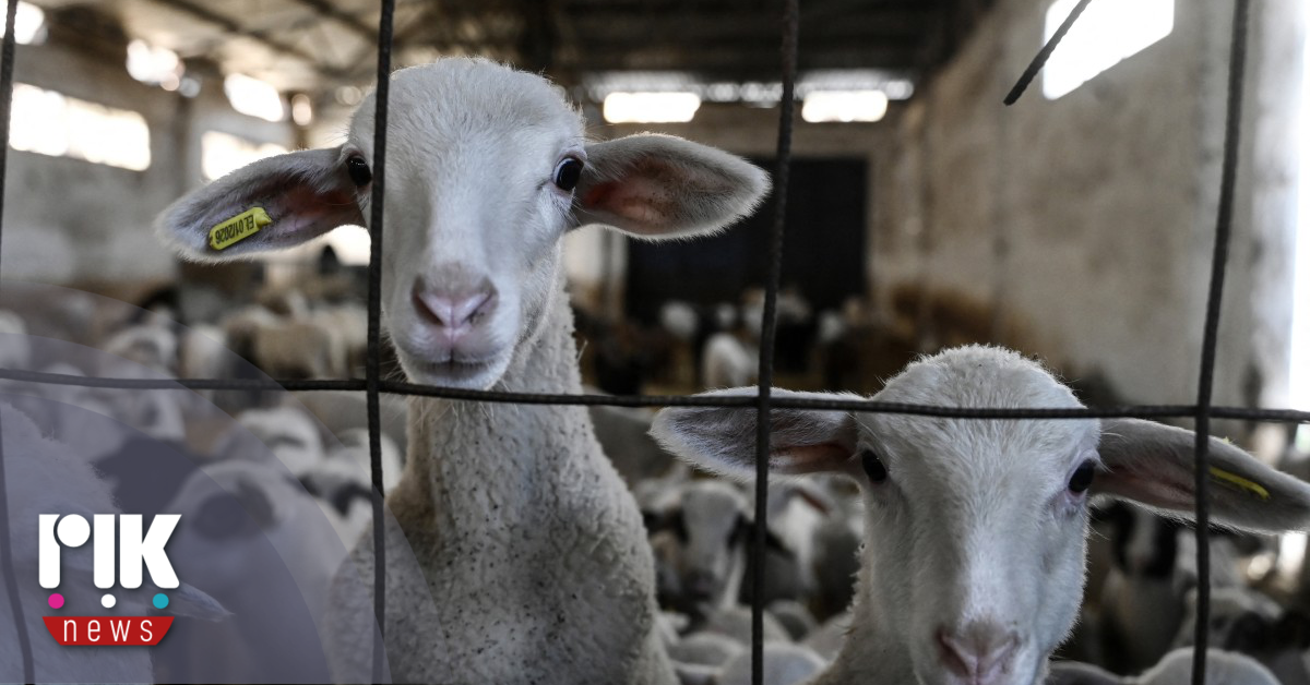 Τραγική η κατάσταση στη Λέσβο με τα κρούσματα αφθώδους πυρετού