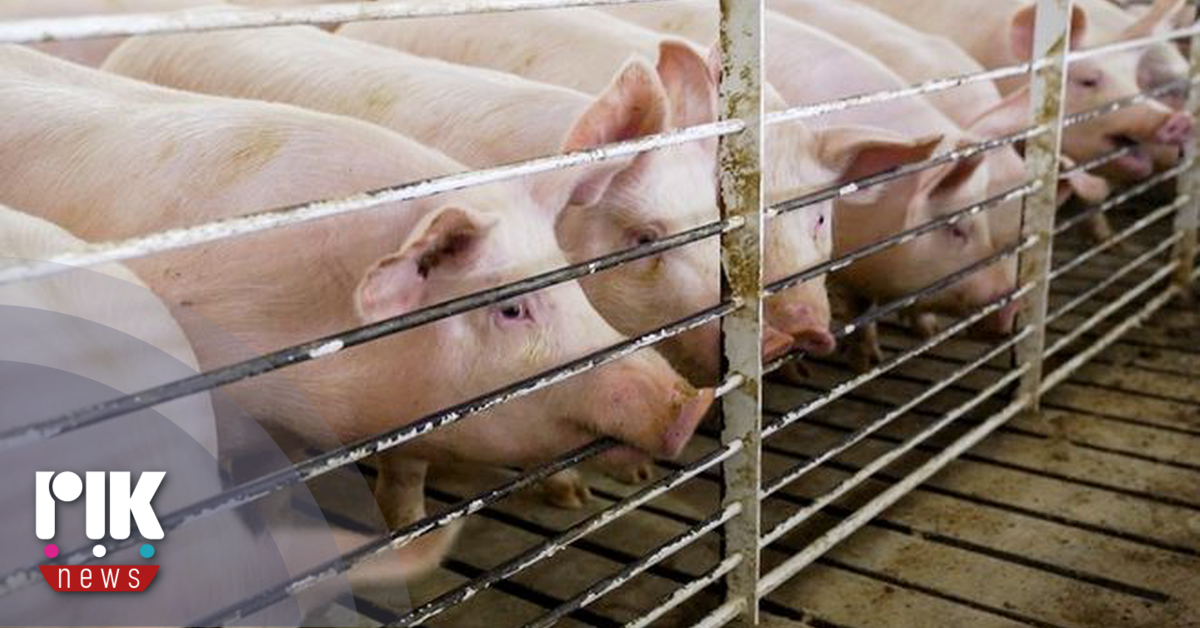 Πρώτο κρούσμα αφθώδους πυρετού σε χοιροστάσιο. Σε ενιαίο χώρο 3 μονάδες με 20.000 χοίρους στην περιοχή