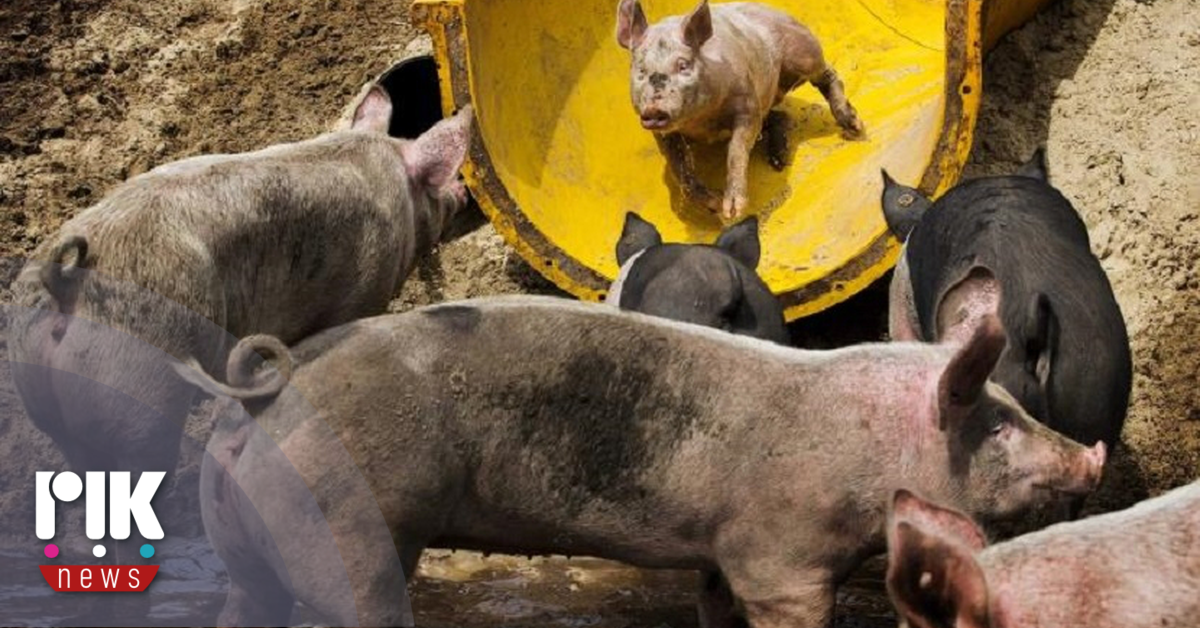 Κρούσμα αφθώδους πυρετού και σε 2ο χοιροστάσιο