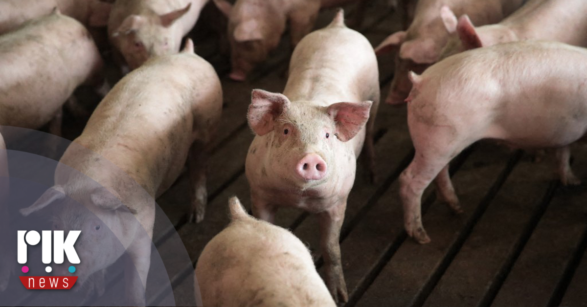 Κτηνιατρικές Υπηρεσίες: Δεν υπάρχει δυνατότητα να σταματήσουν οι θανατώσεις