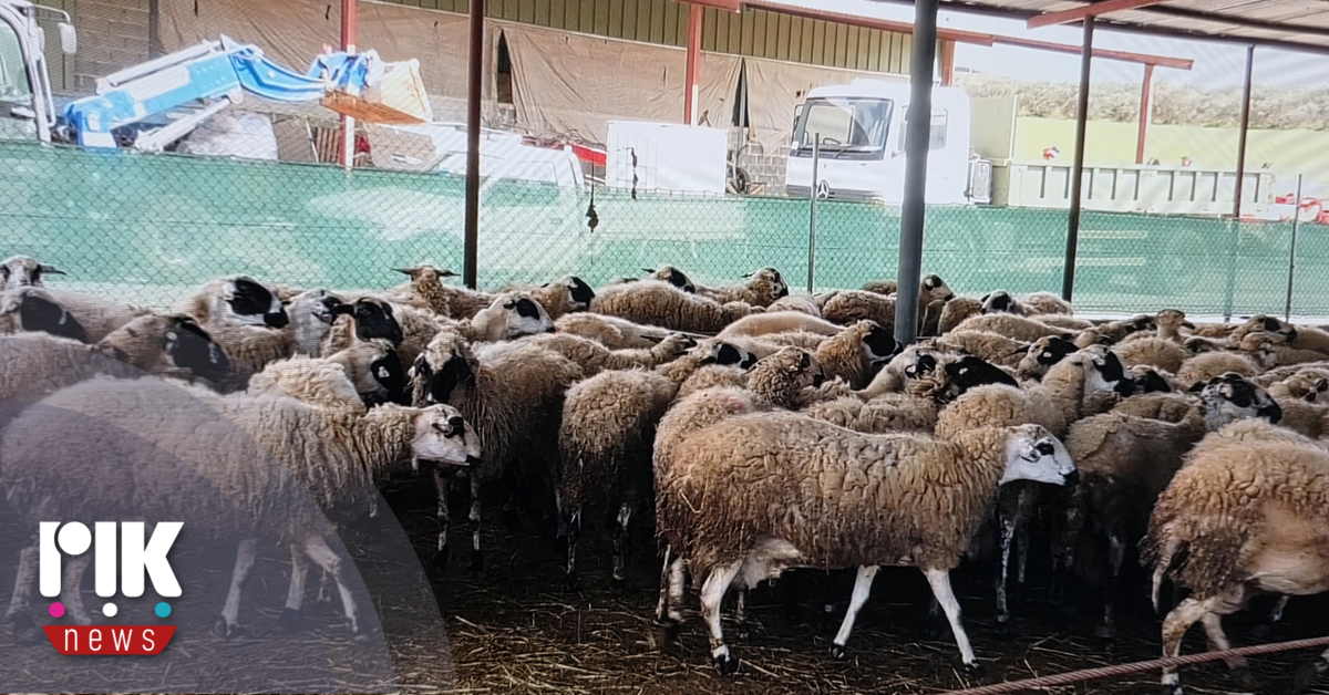 Αγροτικές: Υψηλότερες οι αποζημιώσεις για όσα ζώα έχουν θανατωθεί