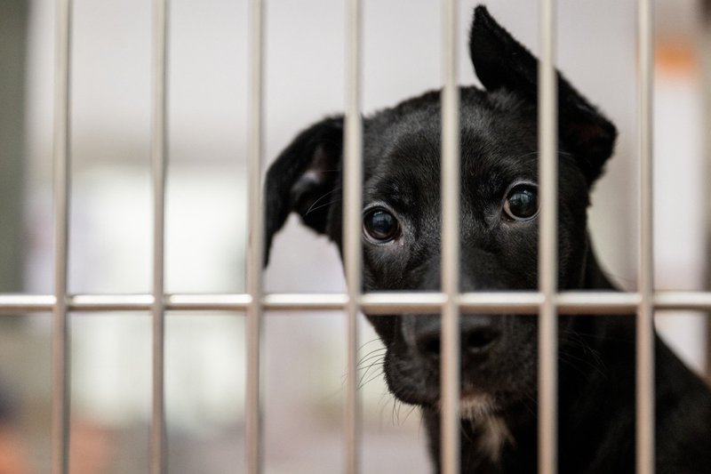DOGGIE2 SHELTER-Photo by Brandon Bell - Getty Images via AFP.jpg