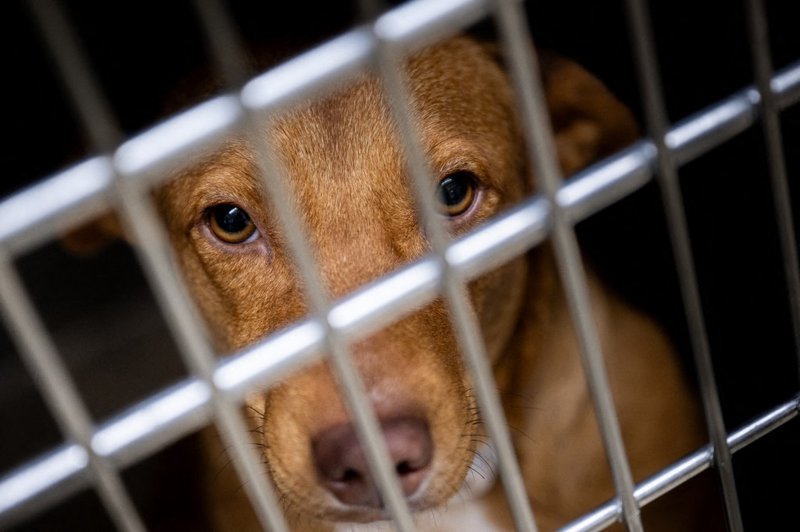 DOGGIE SHELTER-07.2025-Photo by Brandon Bell - Getty Images via AFP.jpg